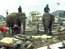 о цунами тайцев предупредили слоны